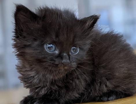 長毛黒猫ちゃん