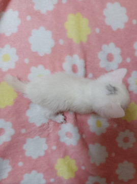 頭にワンポイントのある白ちゃん