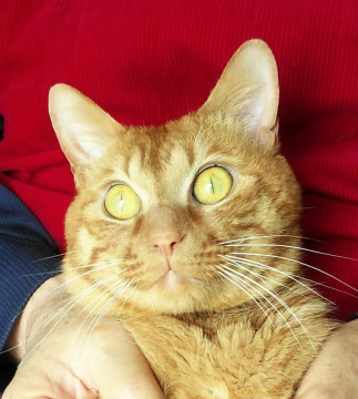 メガビッグなお膝猫