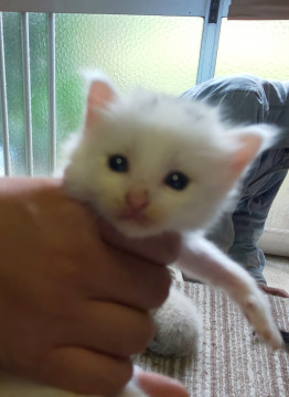 かわいい白ねこちゃんです。
