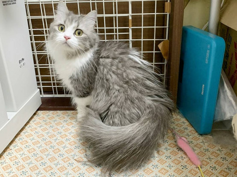 美猫です!