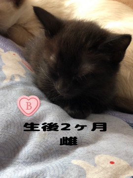ハスキーボイス黒猫ベイビー