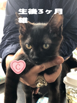 イケメン黒猫ボーイ