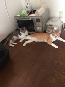 仲良し茶白とサバ白ちゃん