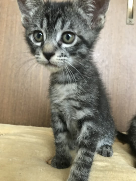 甘えん坊のサバトラちゃん