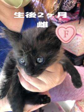チンチラ猫に変身しそうな黒猫嬢