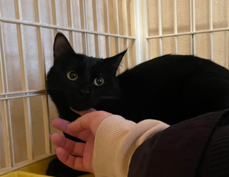 美しい毛並み&丸顔イケメンの黒猫さん♪