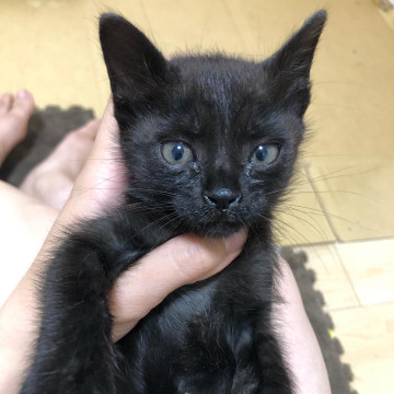 ちっちゃい黒猫ちゃん