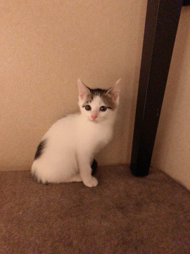 垂れ目のかわいい♪キジシロちゃん