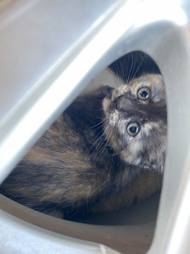 ヤンチャな猫ちゃん