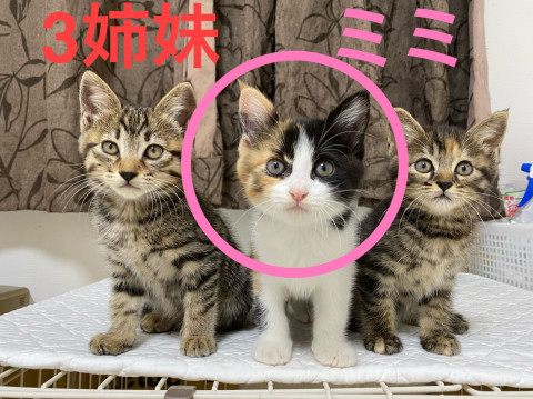 【2ヶ月弱】①三毛♀ 好奇心旺盛甘えん坊