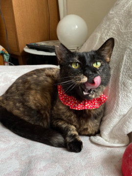 お膝ねこのチャコ ♡