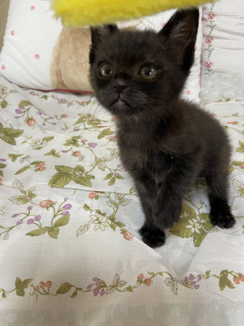 可愛い黒猫ちゃん