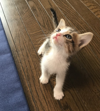 かわいい男の子 キジ白テンくん