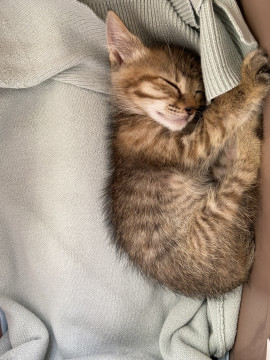 おてんばキジトラ娘ฅ^. ̫ .^ฅ