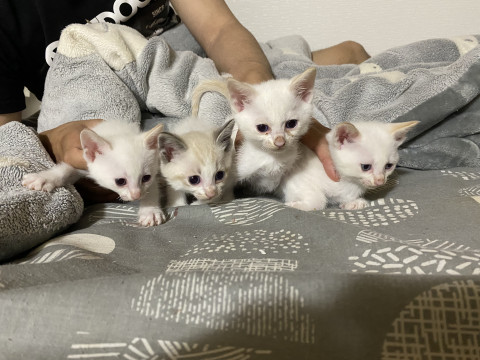 真っ白白助ฅ(>ω<*ฅ)ニャ