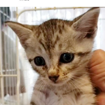 アメショーのような子猫、1ヶ月位