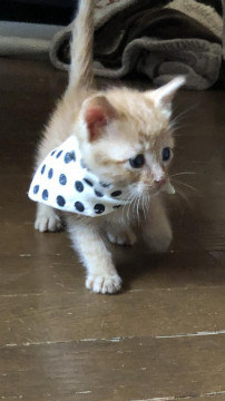 検査ワクチン済❣甘えた男の子