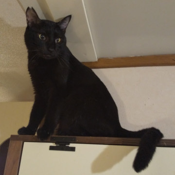 【多頭崩壊】黒猫らしいシャープなイケメン
