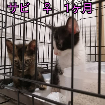里親さま、決定致しました。