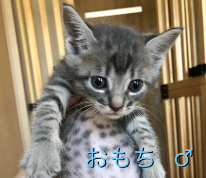 仲良し美猫兄弟♪