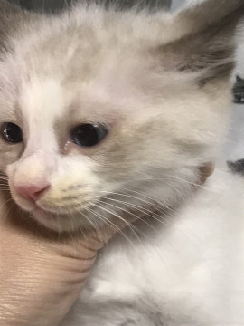 シャム柄の毛がふわふわの少し毛が長めの子