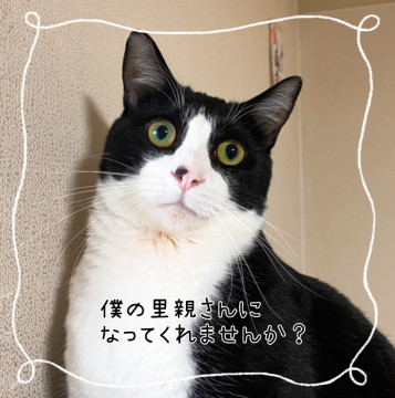 ハチワレくんの里親さん募集中!
