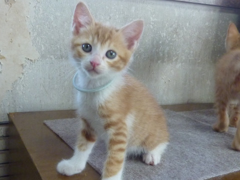 2か月、茶シロの男の子