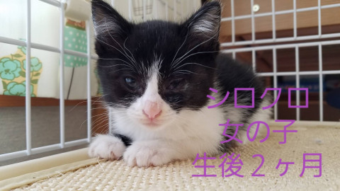 愛くるしいハチワレちゃん
