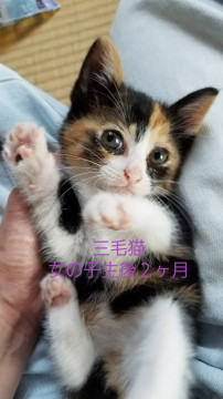 可愛い三毛猫ちゃん