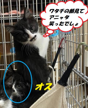 こう見えても4兄妹の紅一点にゃのよ