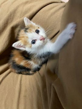 甘えるのが得意な三毛猫ちゃんです。