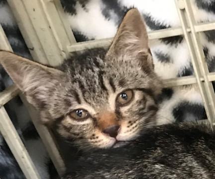 可愛いキジ猫ちゃんです、