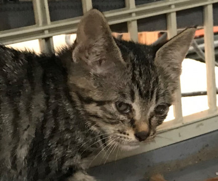 2匹目の可愛いキジ猫ちゃんです、