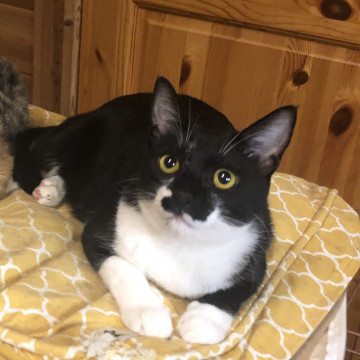 とっても甘えたなタキシード猫兄妹の兄