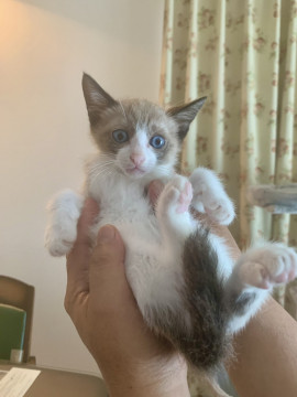 シャムふうの おちびちゃん