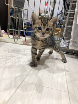活発なキジトラちゃん