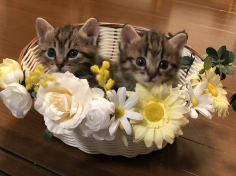 2匹一緒に!兄弟そっくりシンバとレオ