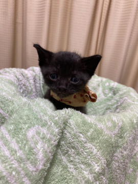 愛嬌たっぷり黒猫ちゃん