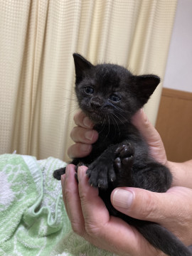 おっとり黒猫ちゃんです❣️