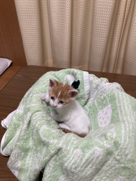 お茶目な白茶ちゃん