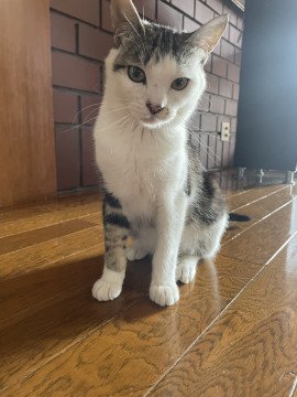 頭スリスリ人懐っい保護猫の男の子