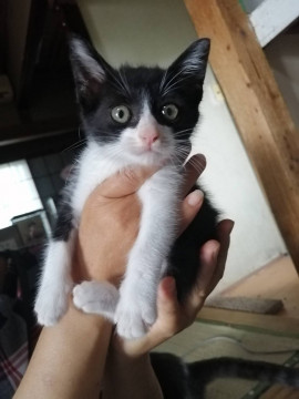 ハチワレ黒白タキシード猫ちゃん