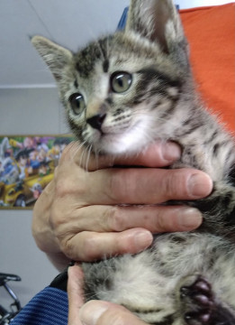 キジトラ子猫 男の子
