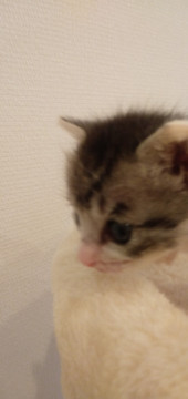 もうすぐ生後1か月 可愛いですよ
