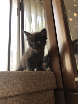 ふわふわ毛長の黒猫ちゃん