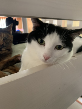 穏やかな クレープちゃん