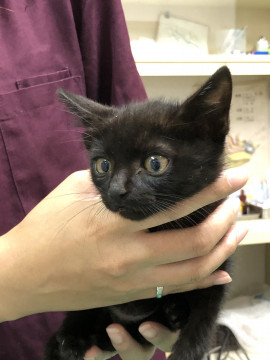 大人しく小柄な黒猫君《158125》兄弟