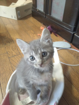 とにかく甘えん坊ぺこ