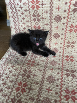 元気で甘えん坊の黒猫君